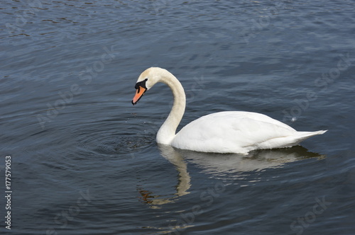 Swan