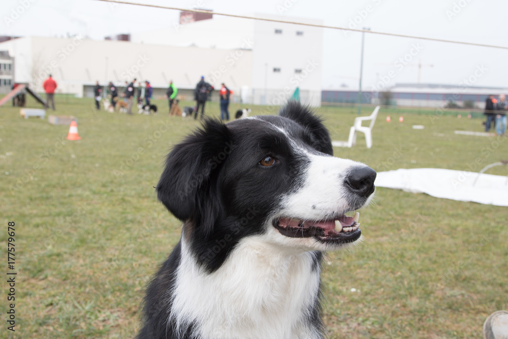 Border collie