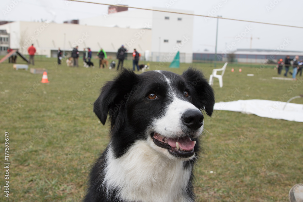 Border collie