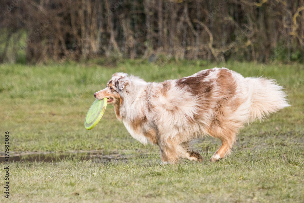 Obraz premium Border collie fresbee