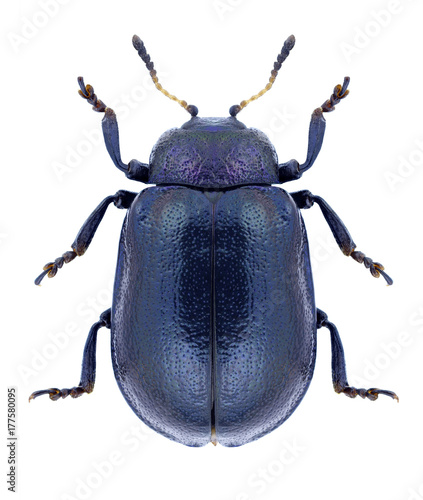 Beetle Plagiosterna aenea on a white background