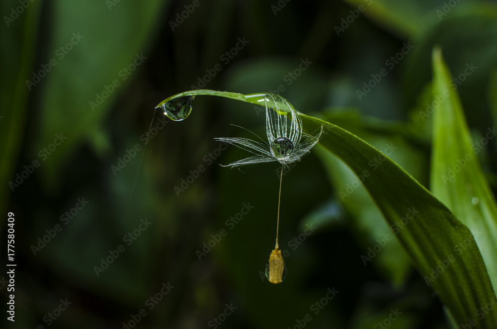 Drop Drop