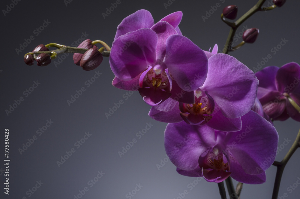 Orchid Orchid