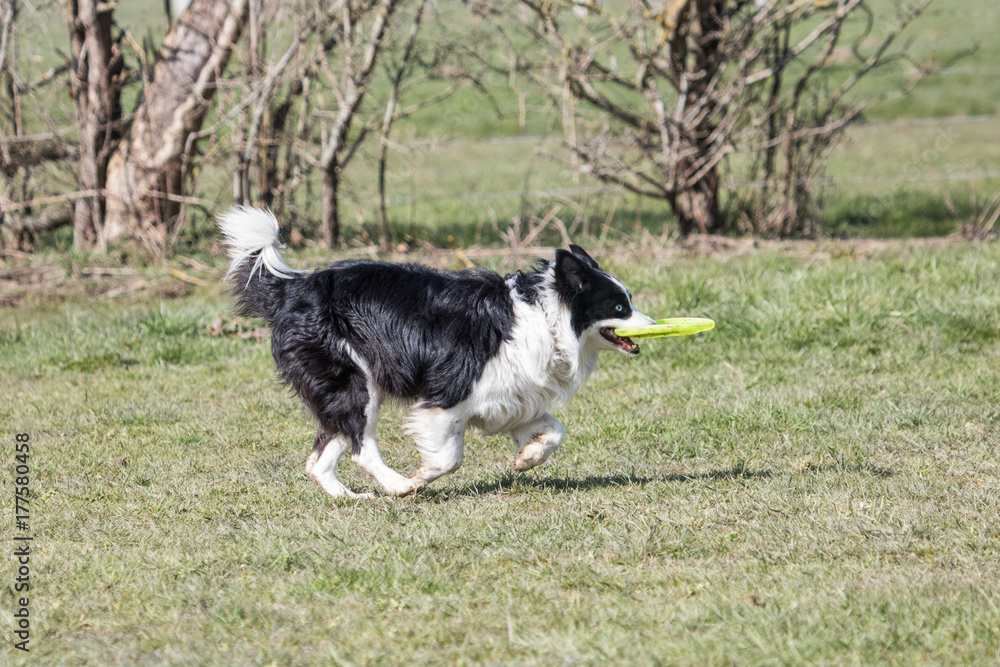 Border collie fresbee