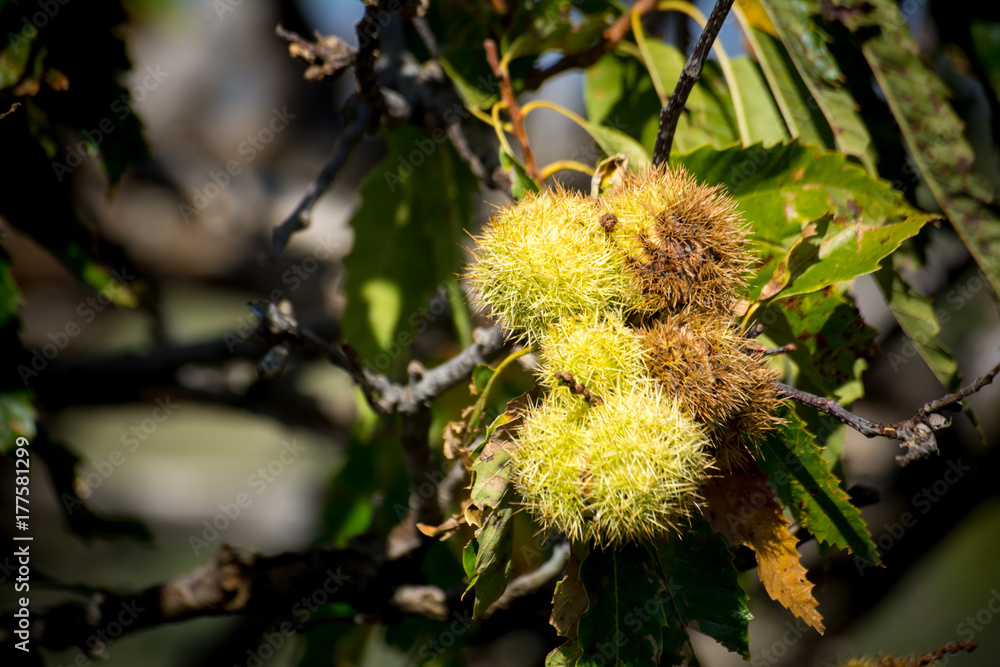 chestnut tree in the mountains on blur background chestnut tree in the mountains on blur background