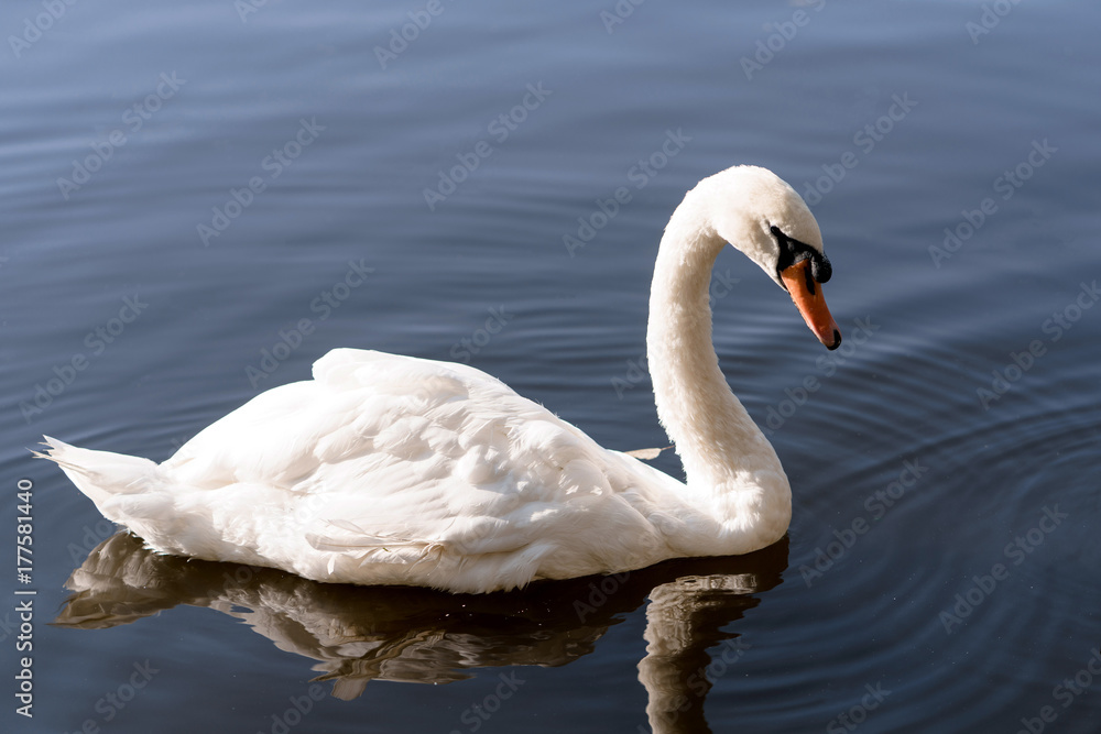 white beautiful Swan swimming in a lake white beautiful Swan swimming in a lake