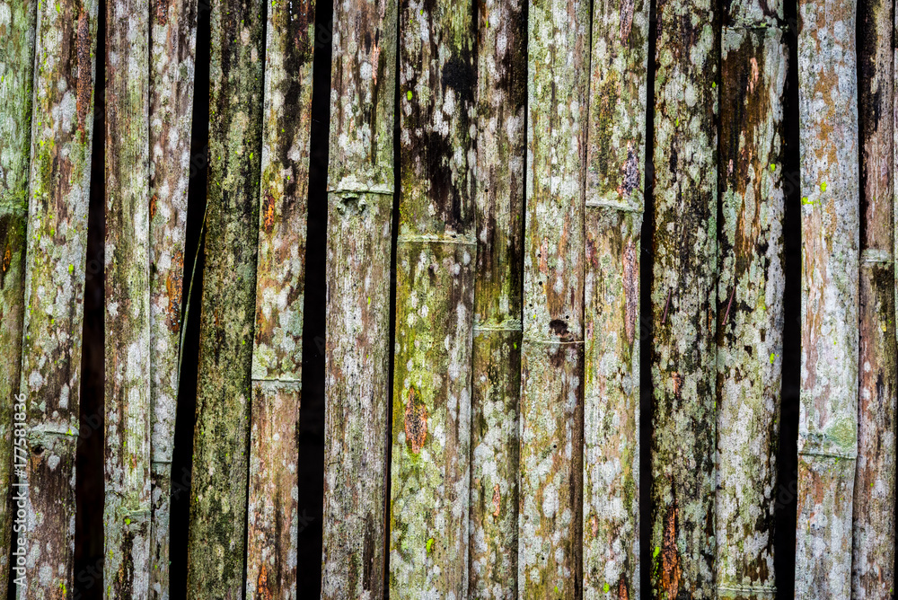 Fototapeta premium Grunge bamboo wall with green-white mold texture and background