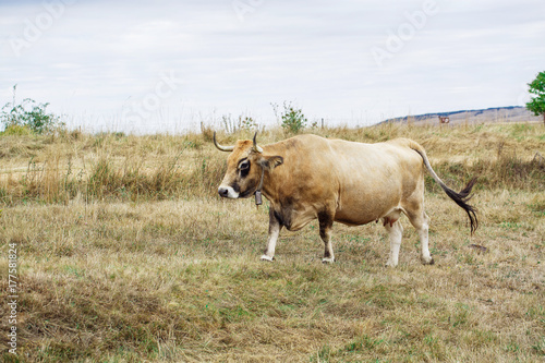 Fototapeta Naklejka Na Ścianę i Meble -  Cow on a field