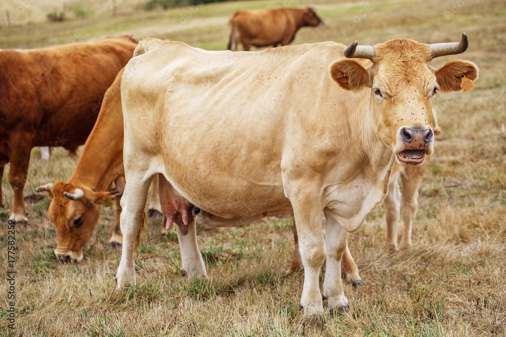 Cow on a field Cow on a field