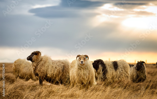 Canvas Print Rams grazing on a pasture in Iceland on a cloudy day