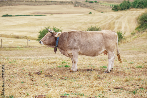 Cow on a field