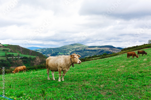 Cow on a field