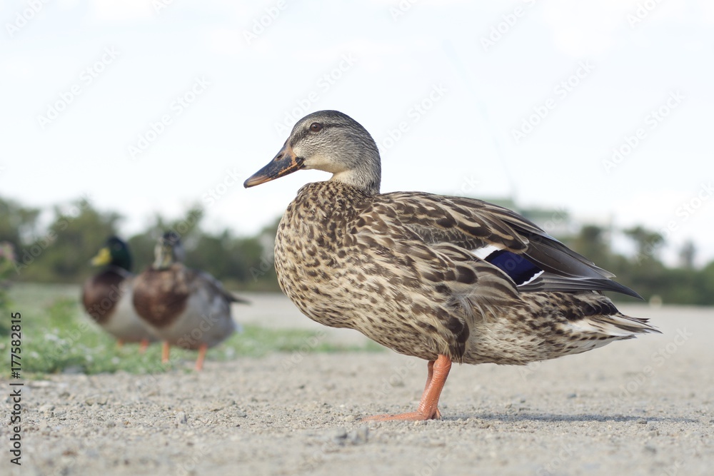 Mallards