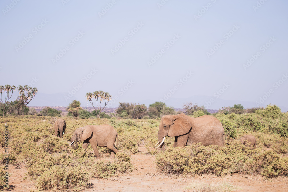 Naklejka premium elephants in Samburu National Park, Kenya Africa