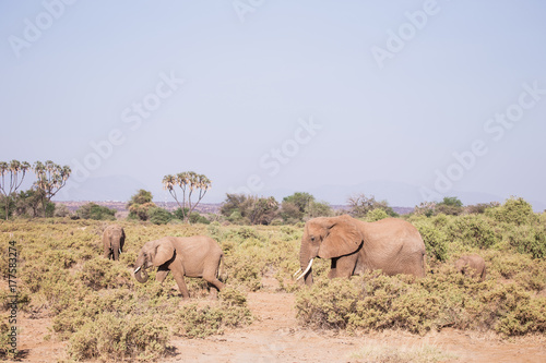 elephants in Samburu National Park  Kenya Africa