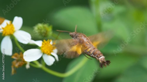 Close up Moth in slow motion