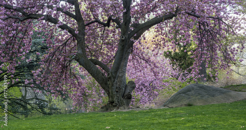 Central Park  New York City spring