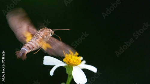 Close up Moth in slow motion