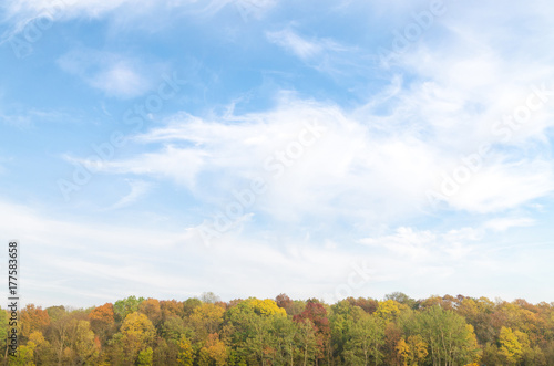 Autumn forest with sky