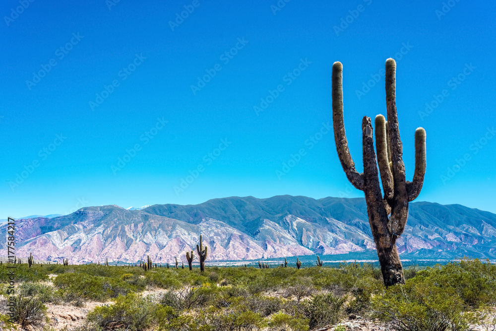 Los Cardones National Park in Salta, Argentina.