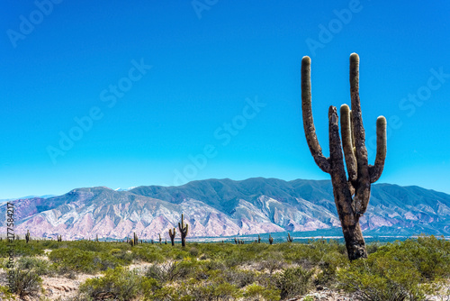Obraz na płótnie Los Cardones National Park in Salta, Argentina. w salonie