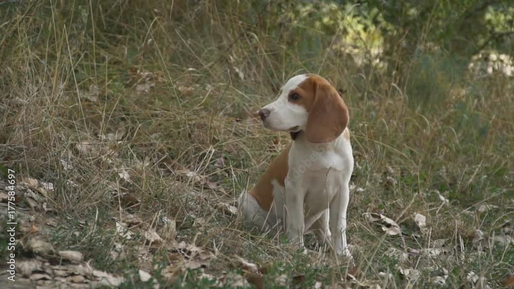 dog beagle in nature dog beagle in nature