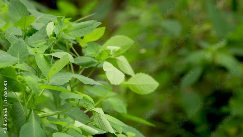 soft focus shot of plants with white space soft focus shot of plants with white space