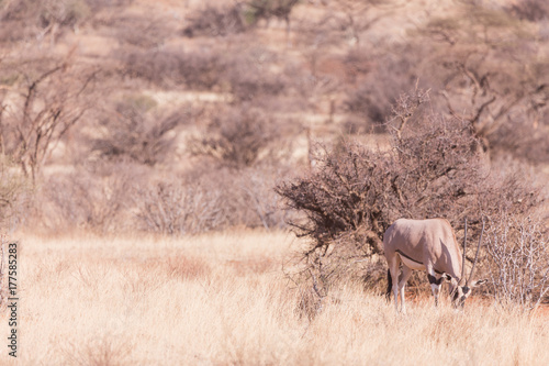 oryx antelope in Masai Mara National Park in Kenya