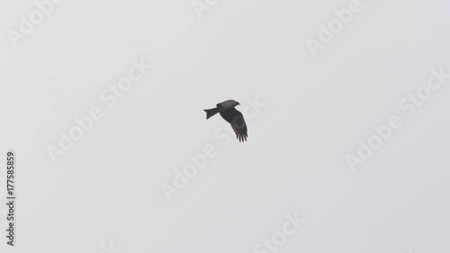 Slow motion of falcon Flying Over The Sky