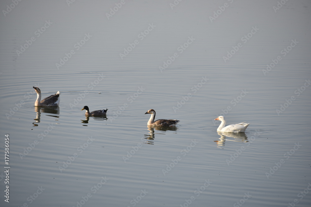 Fototapeta premium swimming duck in gadisar lake jaisalmer india