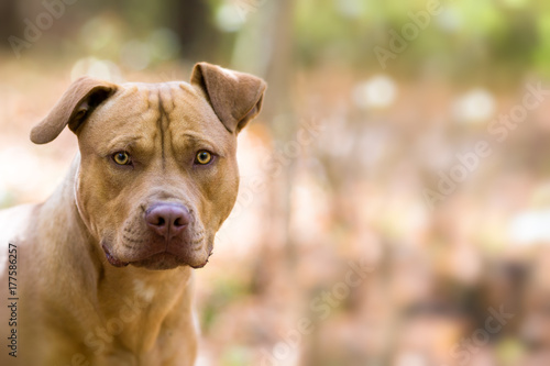 Obraz na plátně Autumn background with yellow Pit Bull Terrier