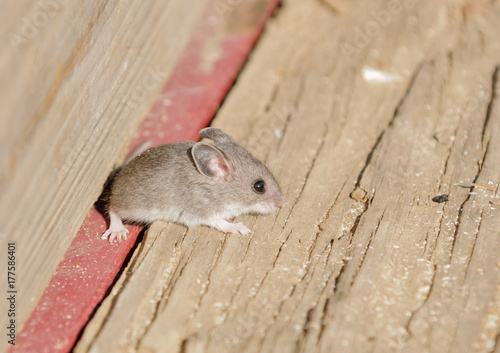 Closeup of a field mouse