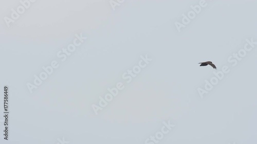 Slow motion of falcon Flying Over The Sky