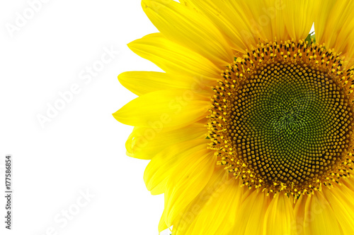 Fototapeta Naklejka Na Ścianę i Meble -  Single sunflower isolated on white background