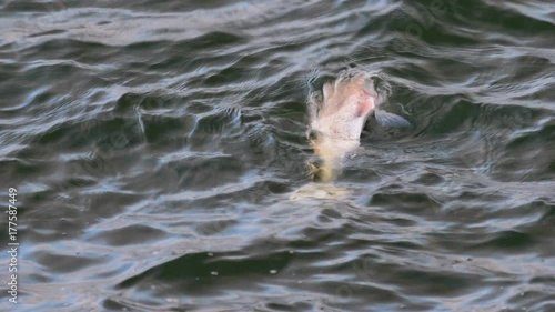 Fish dead floating on lake