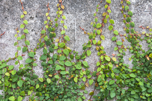 つる植物の葉 背景素材 Stock Photo Adobe Stock つる植物の葉 背景素材 Stock Photo Adobe Stock