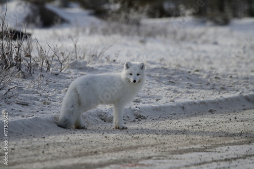 Arctic fox (Vulpes Lagopus) standing on the side of a gravel road near Churchill © Sophia