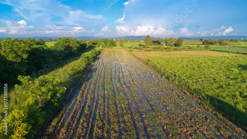 Rice fields after harvest in Phitsanulok province, Thailand
