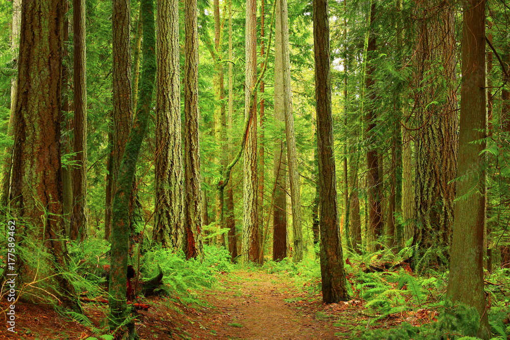 Fototapeta premium a picture of an Pacific Northwest forest trail