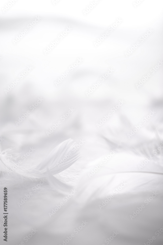 白い背景の白い羽 Stock Photo Adobe Stock 白い背景の白い羽 Stock Photo Adobe Stock