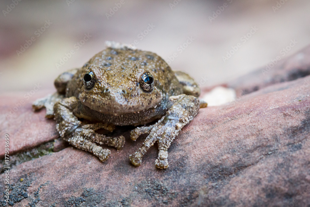 Obraz premium Frog in Zion
