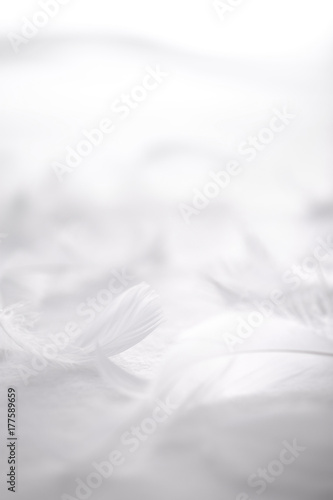 Fotomurales Plumaje Encuentra Tu Fotomural Con Nuestro Buscador De Fotomurales