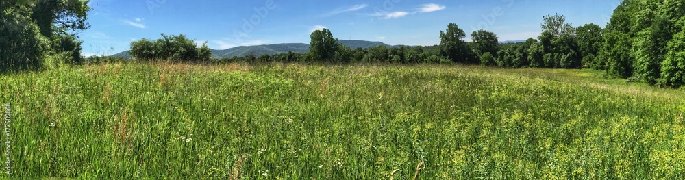 wide meadow panorama with mountains in the distance