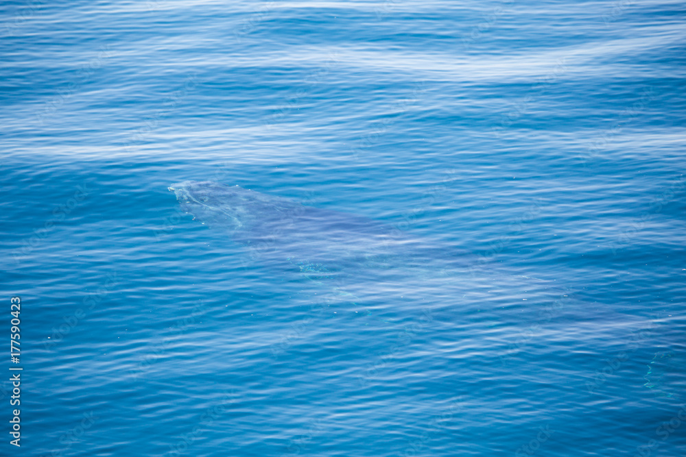 Humpback whale under water Humpback whale under water