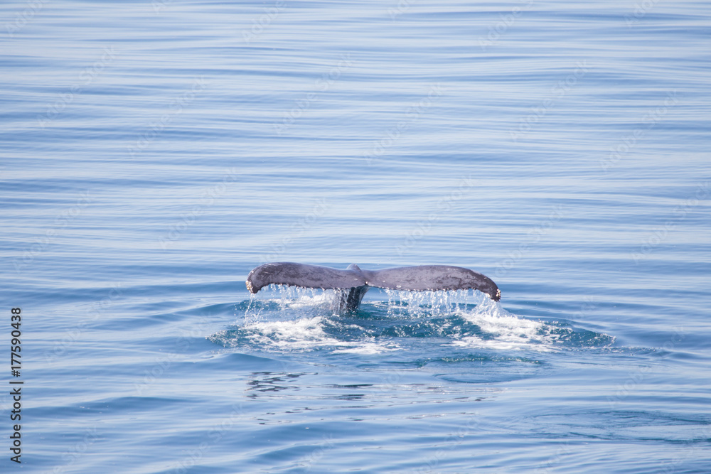 Obraz premium Humpback whale fluke