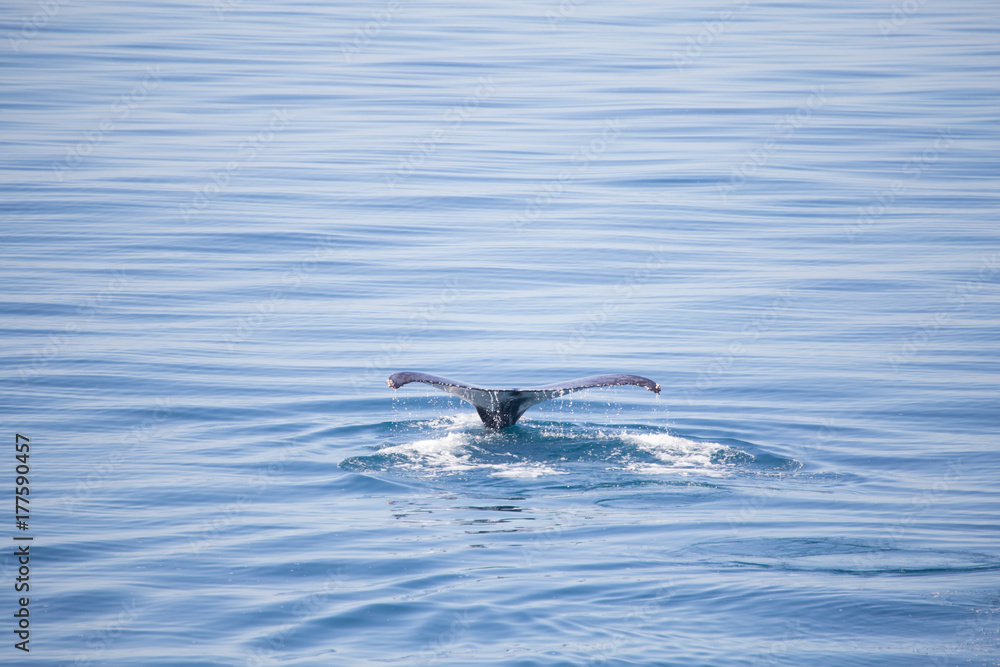 Fototapeta premium Humpback whale fluke