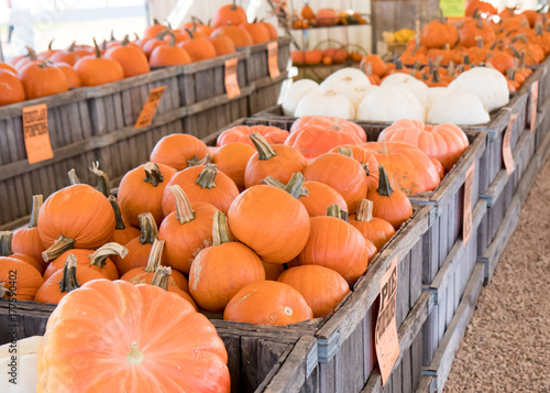 Pumpkins for sale
