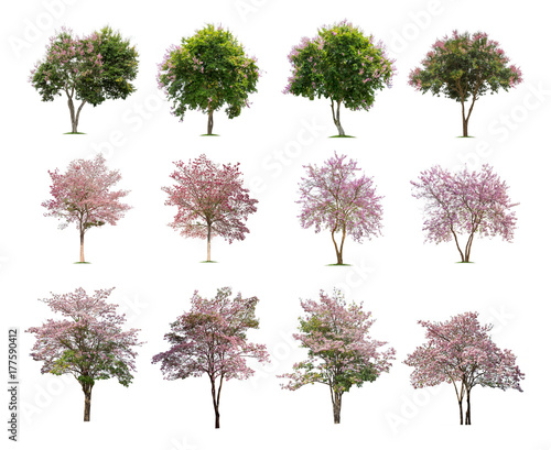 Collection of trees isolated on white background high resolution for graphic decoration, suitable for both web and print media