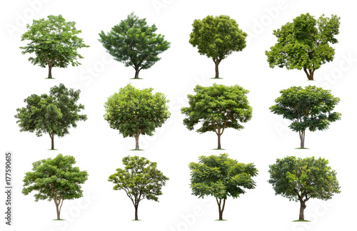 Collection of trees isolated on white background high resolution for graphic decoration  suitable for both web and print media
