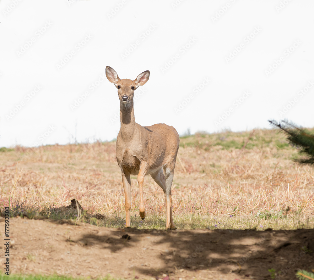Curious Whitetail doe Curious Whitetail doe